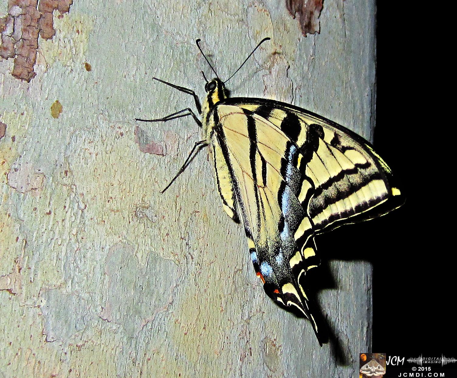 Western Tiger Swallowtail butterfly male on Sycamore Trunk jcmdi.com